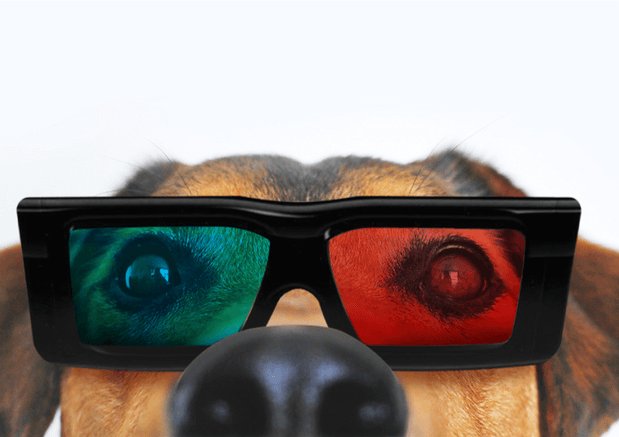 10 Best Dog Movies: Starring Superhero Dogs, Underdogs & More - Wagr Petcare