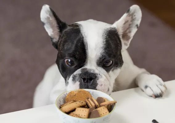 4 Effective Bad Dog Breath Home Remedies - Wagr Petcare