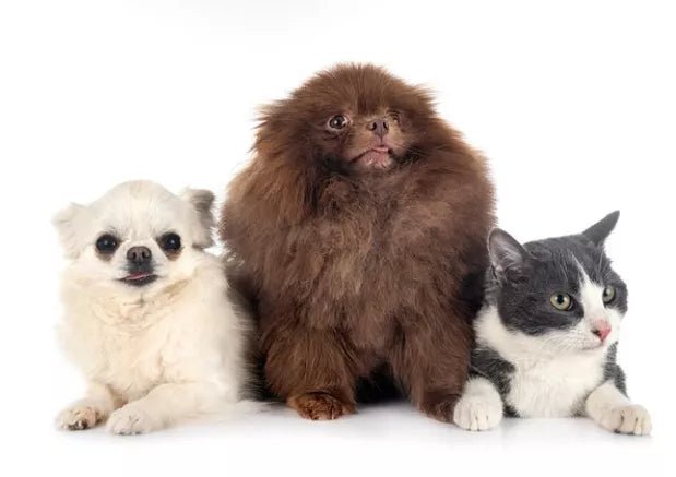 6 Easy Things You Can Do to Help Stray Animals - Wagr Petcare