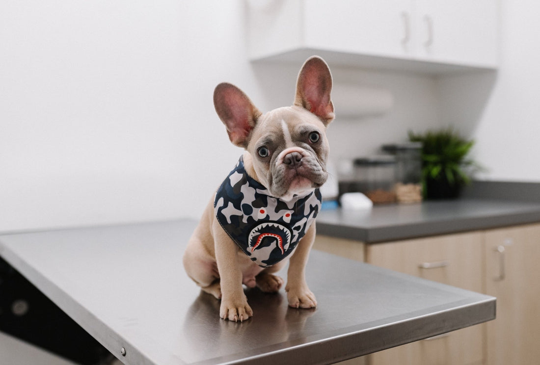 8 Necessary Dog Vaccinations To Keep In Mind - Wagr Petcare