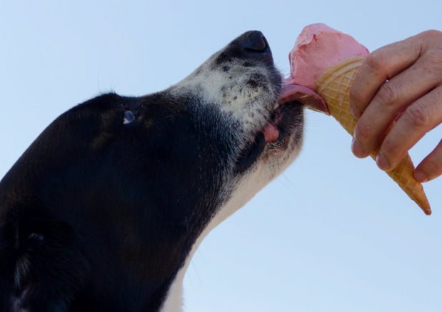 9 human foods your dogs can’t eat - Wagr Petcare