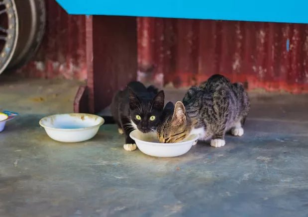Can Cats Really Drink Milk? What You Need to Know - Wagr Petcare