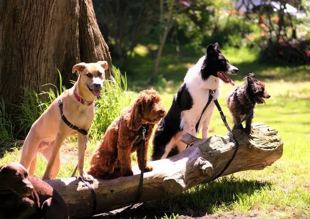 Canine Tick Fever: What, How, and Why is it Fatal - Wagr Petcare