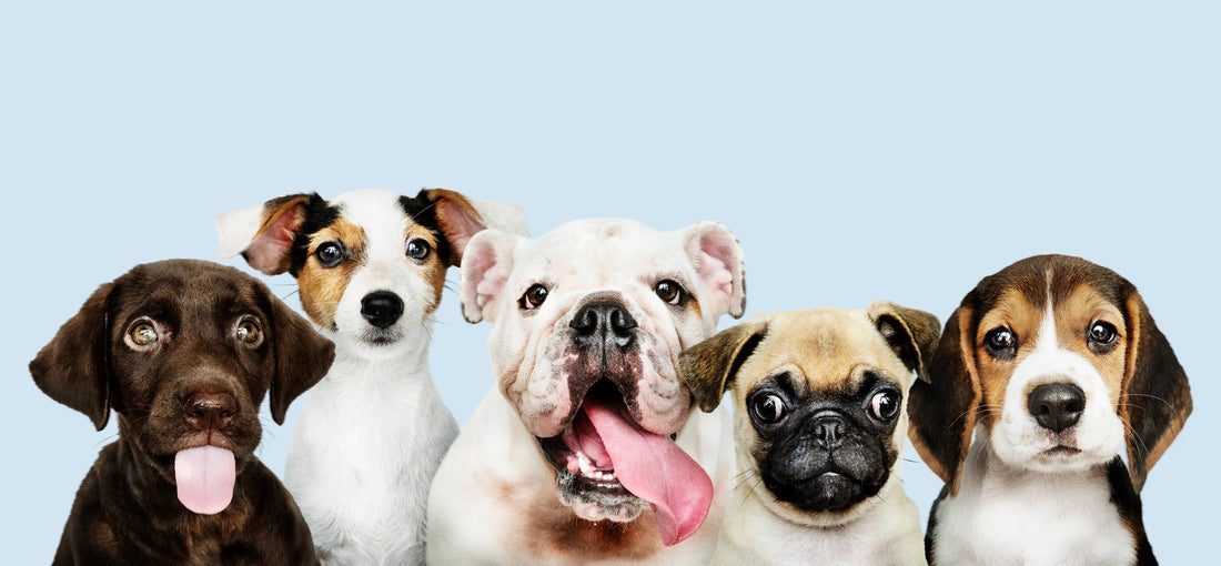 Cats Vs. Dogs: Which Pet Should You Choose? - Wagr Petcare