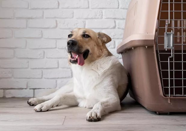 Covid Positive? Here are 15 Trusted Pet Boarding Resources Across India - Wagr Petcare