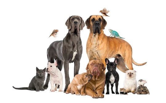 Do You Need Pets In Your Life? Here Are 3 Reasons Why You Should! - Wagr Petcare