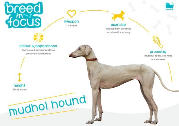 Dog Breed : Mudhol Hound - Wagr Petcare