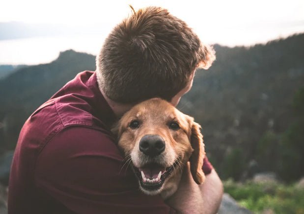 Everything You Need To Know About Pet Insurance - Wagr Petcare