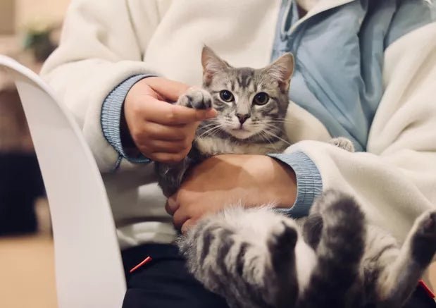 Frequently Asked Questions on Online Vet Consultations - Wagr Petcare