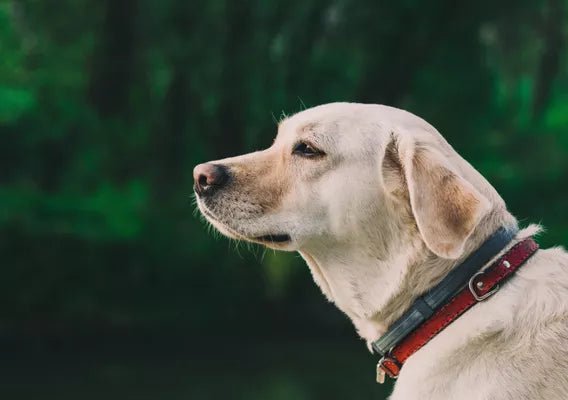 Homeward Hound - Wagr Petcare