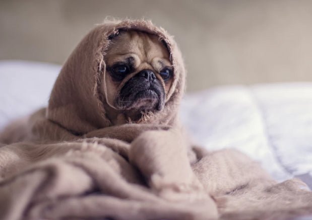 How To Cure Your Dog’s Separation Anxiety - Wagr Petcare