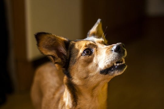 How To House Train A Fully Grown Adopted Dog - Wagr Petcare