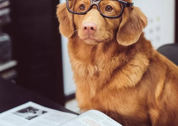 How to Keep Your Dog Calm During Elevator Rides - Wagr Petcare
