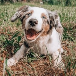 How to Keep Your Pets Stress-Free and Happy During the Covid Lockdown - Wagr Petcare