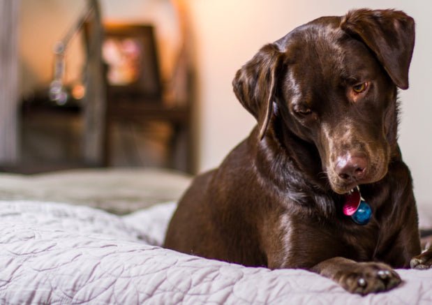 5 Top Dog-Friendly Fabrics For Furniture (And The Worst) - Wagr Petcare