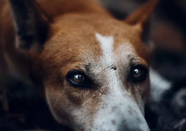 The Top 6 Desi Dog Breeds to Own - Wagr Petcare