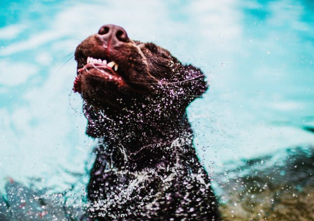 5 important tips: How to walk your dog in the rain - Wagr Petcare
