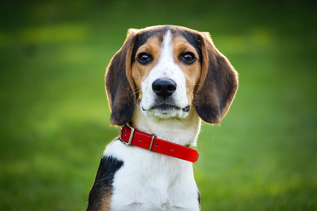 All About Beagles