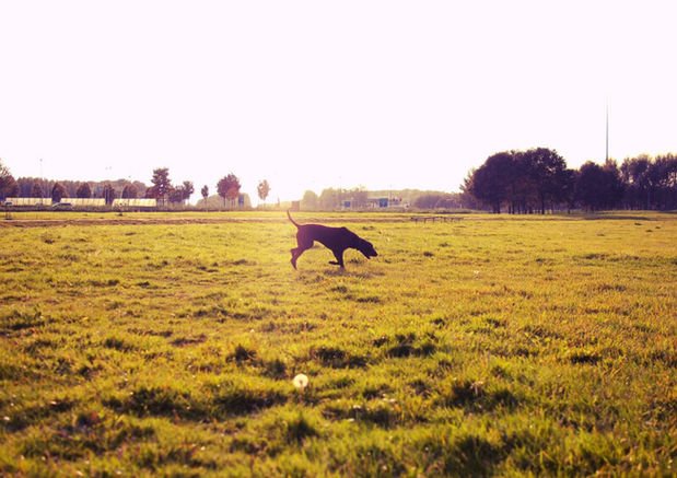 Not all those who wander are lost - Wagr Petcare