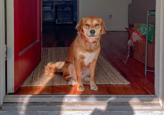 Pet Owner Rights: Laws For Keeping Dogs In Apartments in India - Wagr Petcare