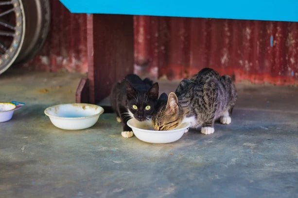 Pica in Dogs and Cats: Why Your Pet Eats Dirt, Fabric & Other Nonfood Items (And How to Treat Them) - Wagr Petcare
