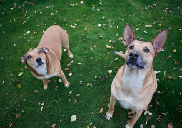 Planning to Get a Second Dog? Here Are a Few Things to Keep in Mind - Wagr Petcare
