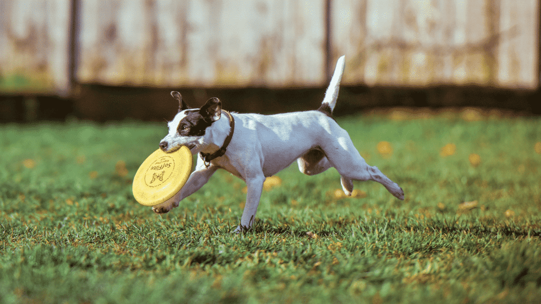 The importance of monitoring your dog’s activity - Wagr Petcare