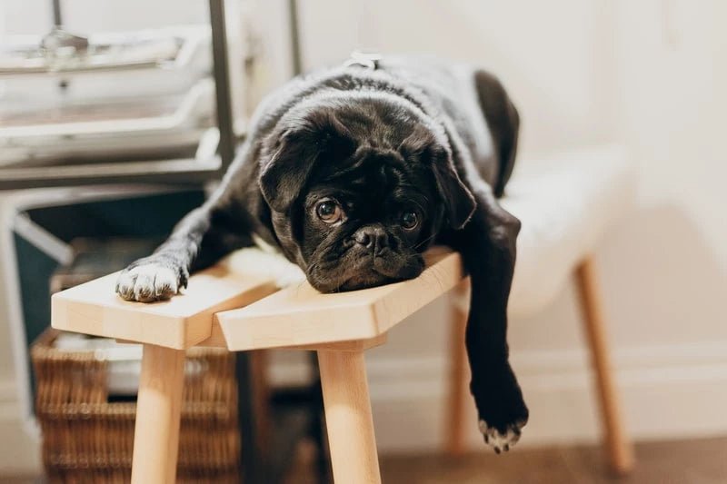 The Only Guide You'll Need to Understanding and Preventing Parvo - Wagr Petcare