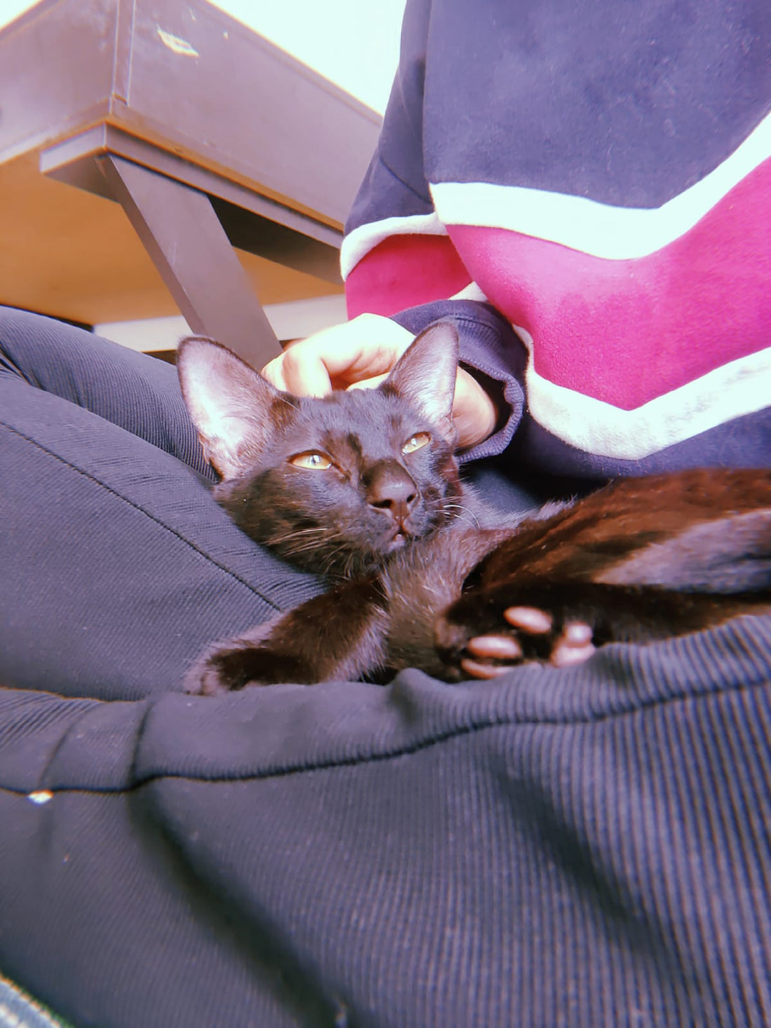 The Perfect Rescue Cat: When Ariya Met Spooki - Wagr Petcare
