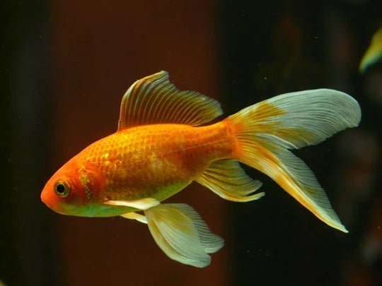 The Ultimate Easy Beginner's Guide to Keeping Pet Fish - Wagr Petcare
