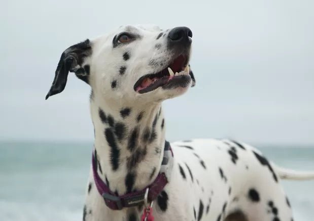 What Causes Sudden Aggression In Dogs (and What to Do About It) - Wagr Petcare