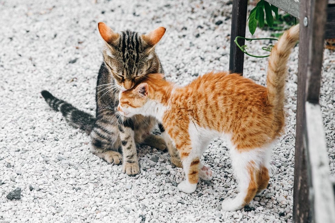 What to Do If You See an Injured Stray Animal - Wagr Petcare