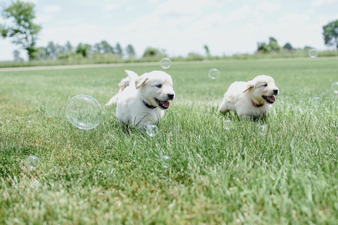 Why Is My Dog Breathing Fast? - Wagr Petcare