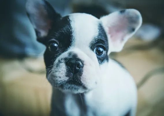 Why We Built Wagr - Wagr Petcare