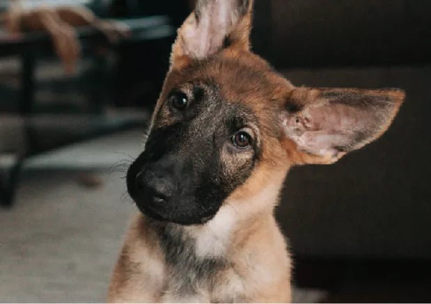 Why Your Dog Barks All Night Long & What You Can Do About It - Wagr Petcare